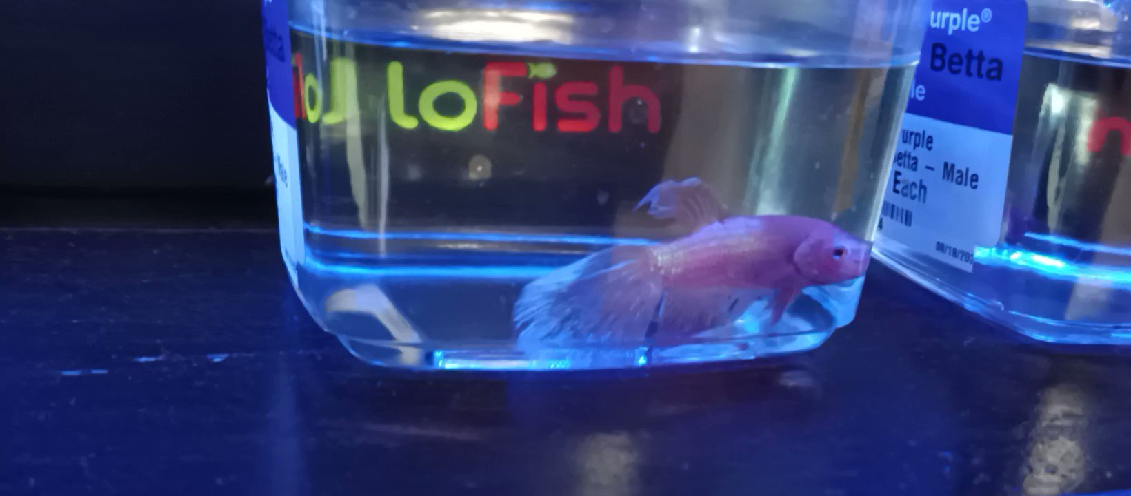 That Pet Place on X: NEW GLOFISH RELEASE!! Check out the brand