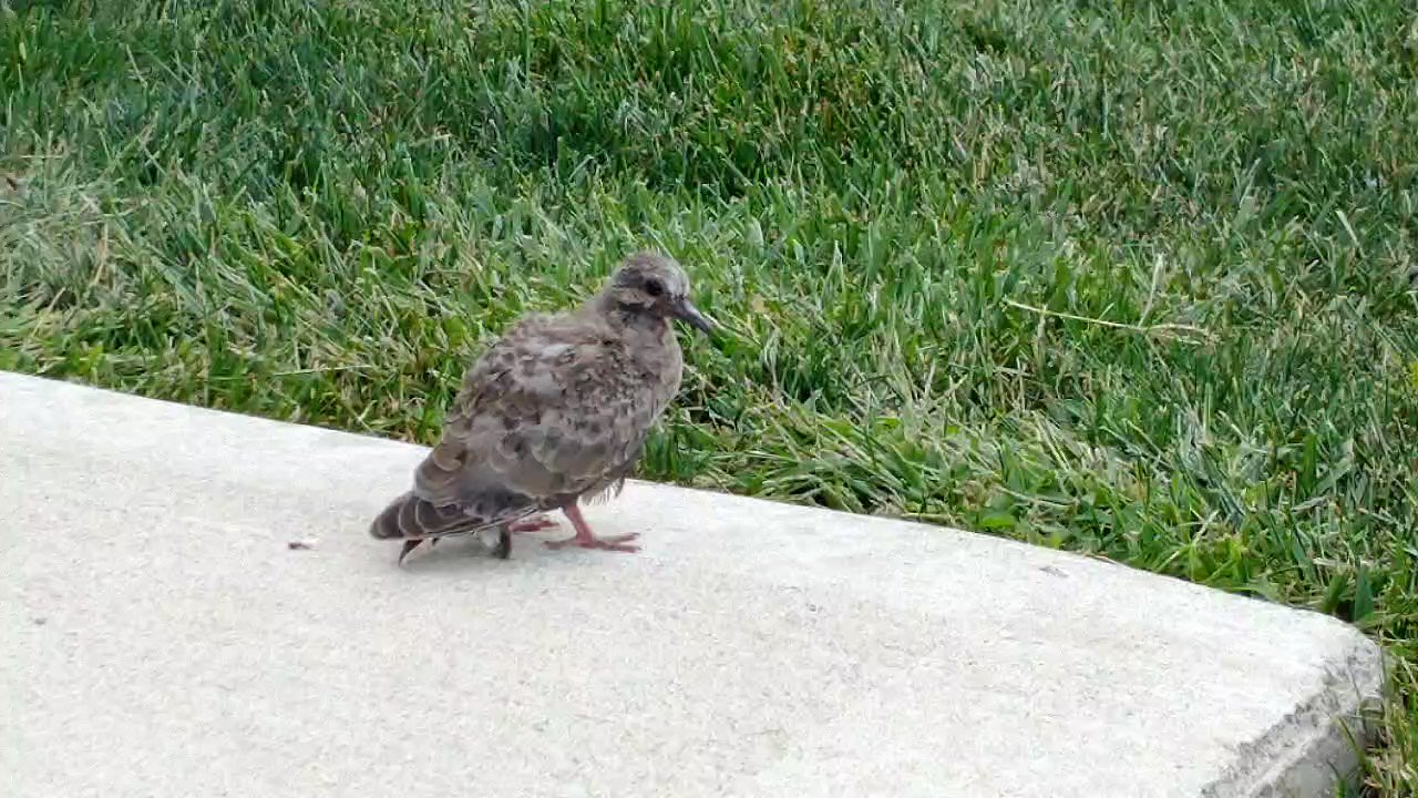 Wild Birds Unlimited Paramus (WBUParamus) / Twitter