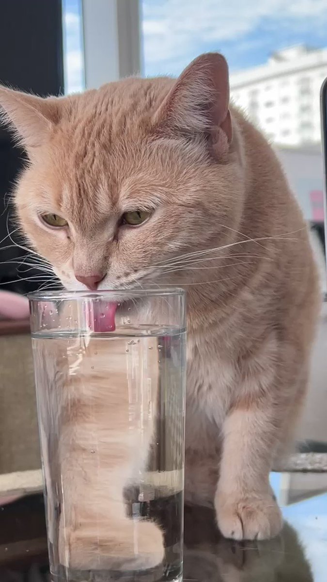 Max adonis **In Vancouver🇨🇦 **🍆💦 on Twitter "Who else is thirsty 🐈"