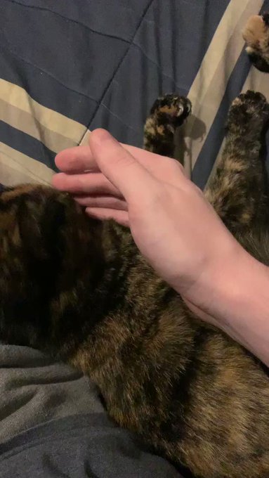 Shade Hollow’s pics and videos