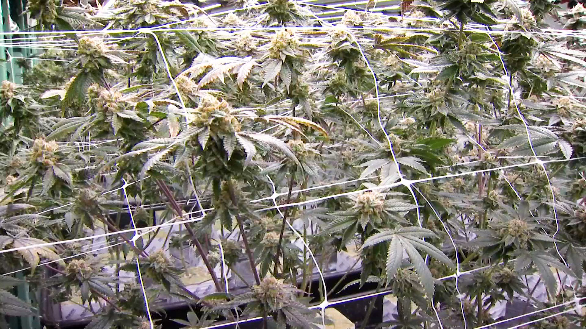 Siobhan McGirl NBC CT on Twitter "Sweetspot, a multistate cannabis