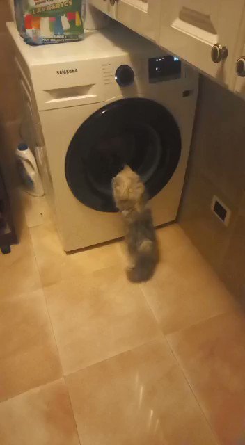 In casa mia uno dei miei cuccioli di gatti estremamente  curiosa davanti al lavatrice.#gatto #persian