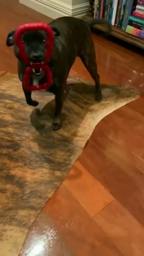 uk-dogging-on-twitter-rt-heckingooddogs-one-of-the-best-dog-toys-so