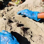 ツイートに含まれる画像