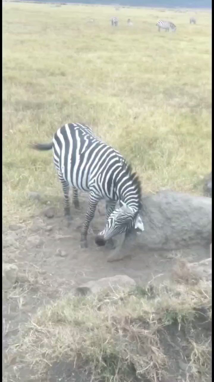 Zebra Twitter Search Twitter