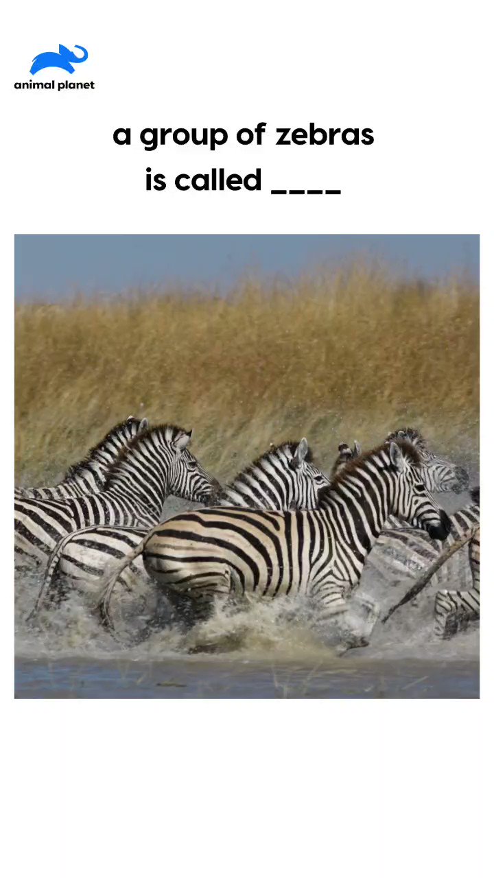 Zebra Twitter Search Twitter