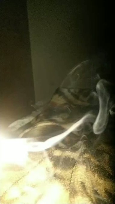 Smoking weed #smokeweed  #Master #findom https://t.co/REvPGcjABL