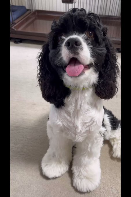 アメリカンコッカースパニエルのtwitterイラスト検索結果