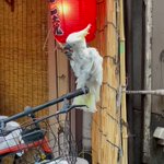 オウムが焼き鳥を食べる動画!串をちゃんと持っている!