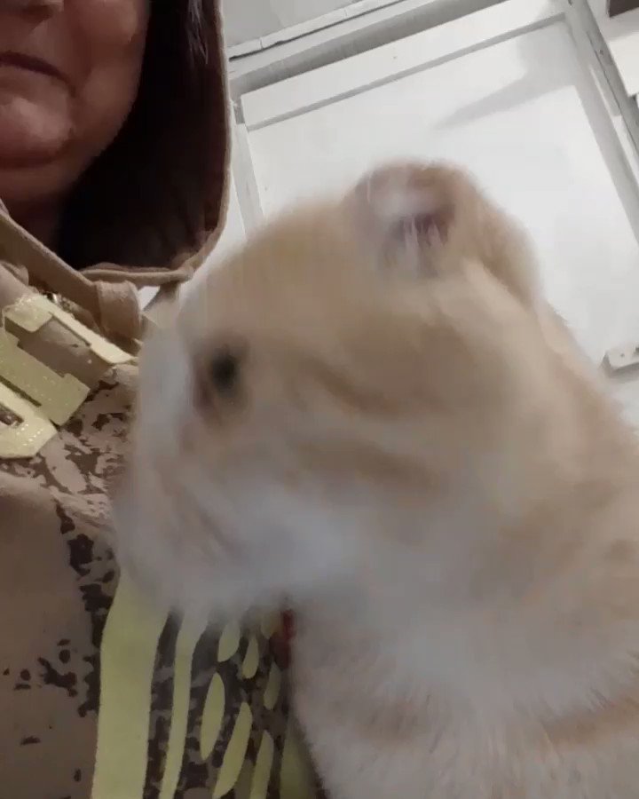 Кошачье Царство 🐈‍⬛🐈‍⬛🐈‍⬛🐈‍⬛🐈‍⬛ on Twitter: "Друзья, жесть, в клинике ...