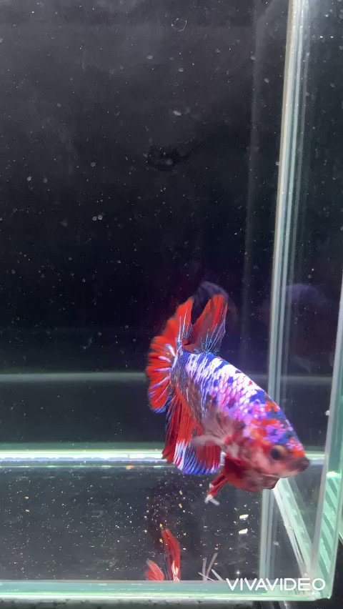 闘魚専門店aqudio アクディオ お値段一律 自分だけのベタを見つけられるベタ専門店 アクシズ東京 アクアリウムを静かにやりたいの 闘魚専門店aqudio アクディオ お値段一律 自分だけのベタを見つけられるベタ専門店 アクシズ東京 アクアリウムを静かにやりたいの