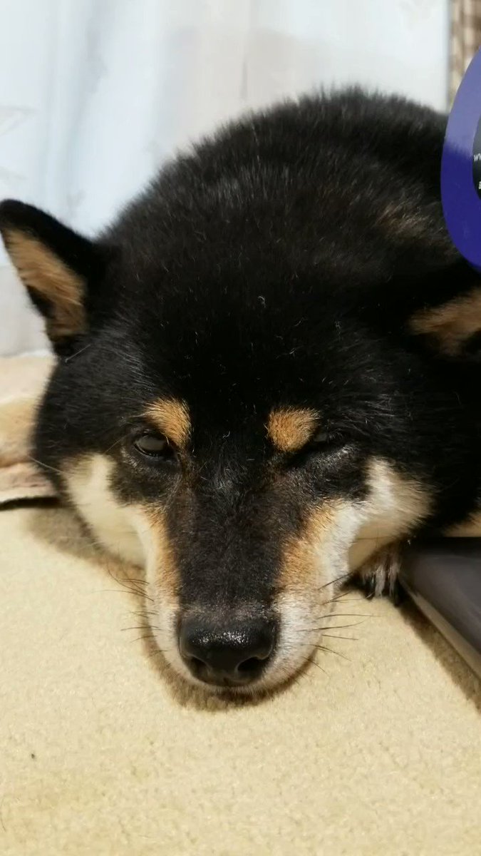 お手軽価格で贈りやすい しばんばん ぬいぐるみ くろ 犬 柴犬 黒柴 黒