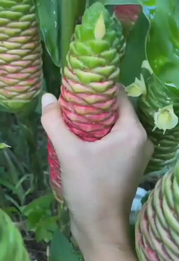 Science Girl On Twitter Zingiber Zerumbet Is A Species Of Plant From science-girl-on-twitter-zingiber-zerumbet-is-a-species-of-plant-from