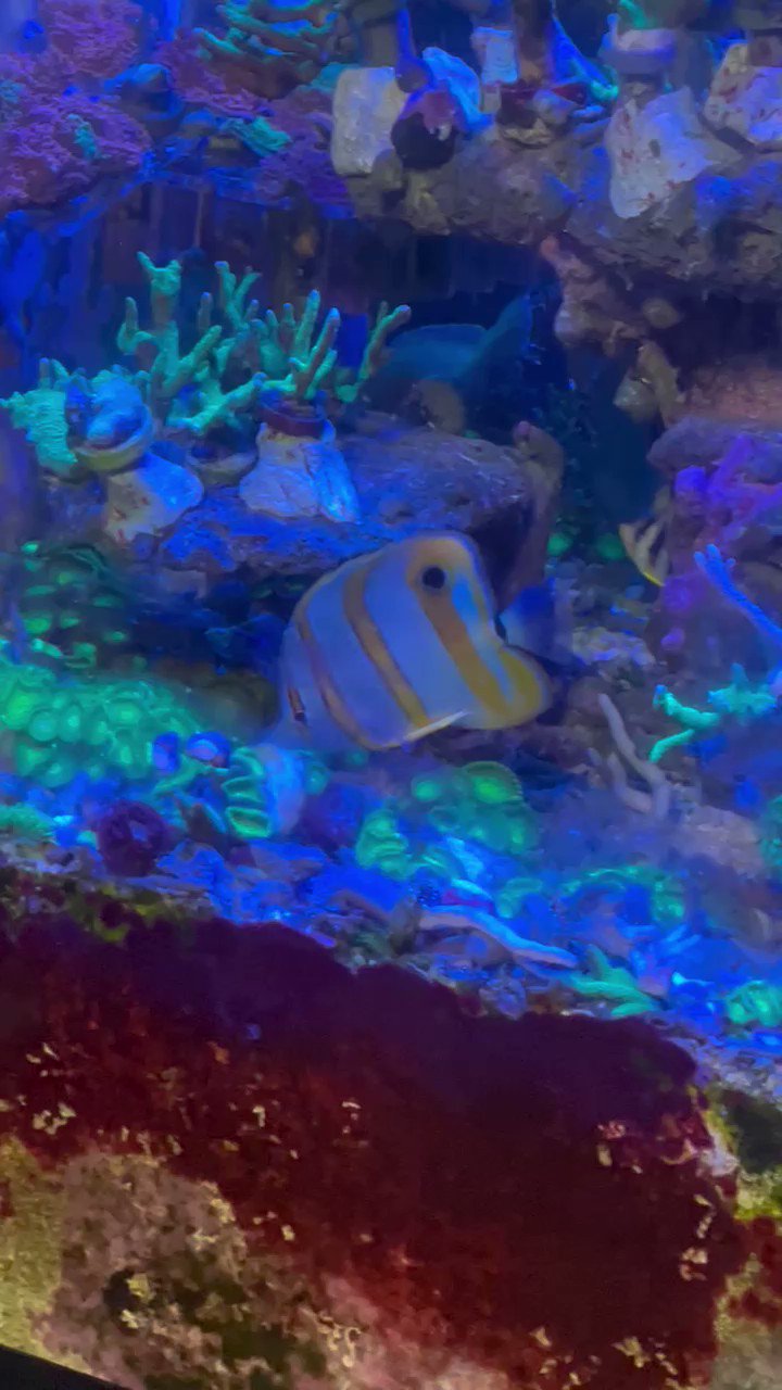 シマヤッコ Twitter Search Twitter