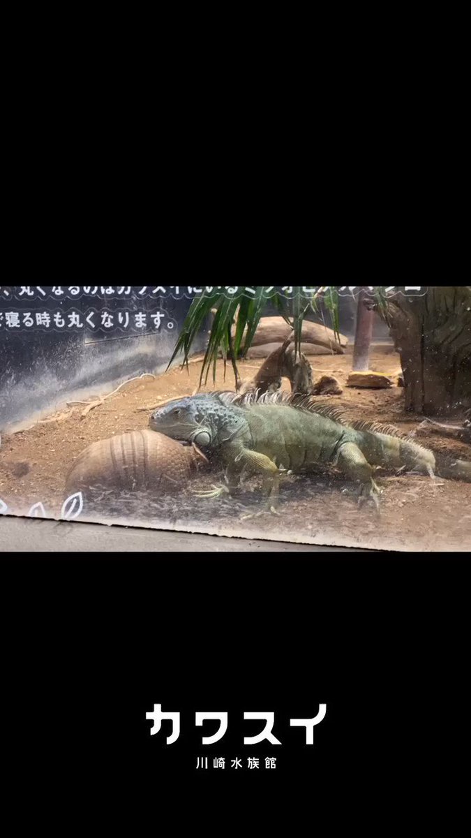 マタコミツオビアルマジロ ぽん とグリーンイグアナ たまーに こんなやり取りが見れるかも カワスイ 川崎水族館 宮前区 宮前区民ニュース