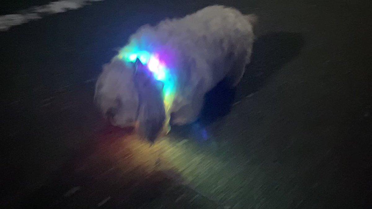 散歩の途中、疲れてゴロン。「帰ろ！」という飼い主さんの一言で復活。
