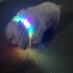 散歩の途中、疲れてゴロン。「帰ろ!」という飼い主さんの一言で復活。