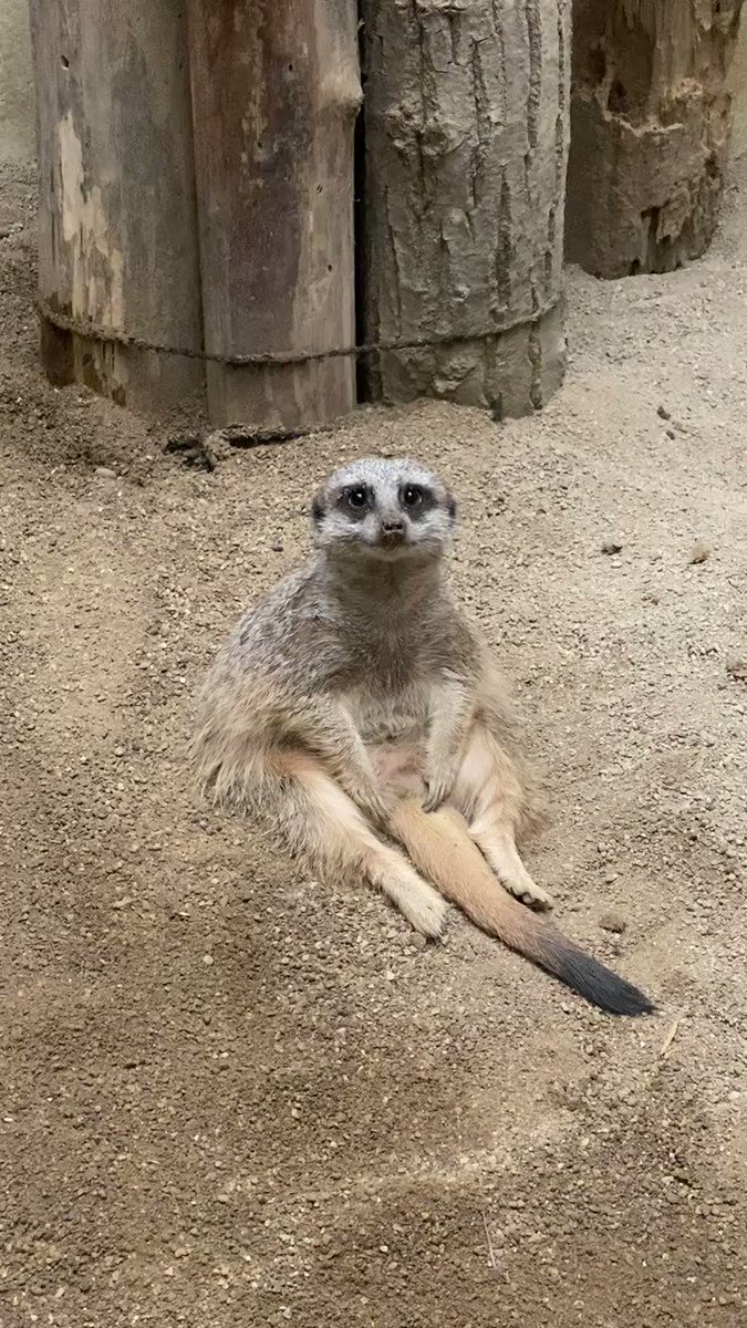 てのひら愛 Tenohira Salon Twitter