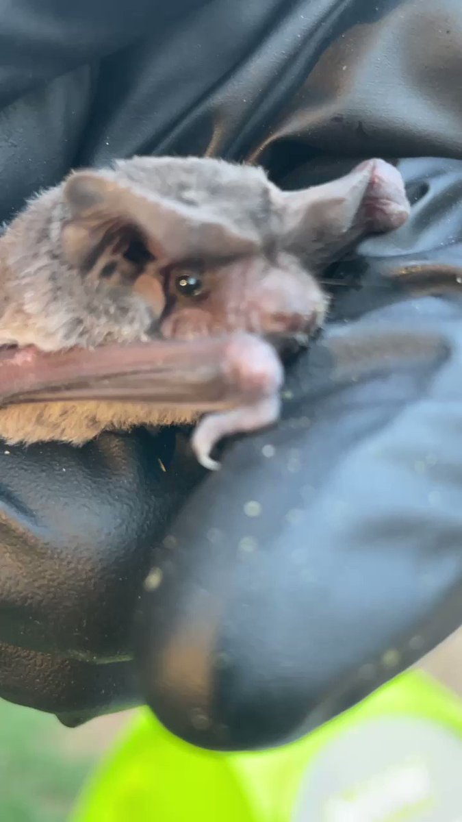 Austin Bat Refuge on Twitter "The Congress bats flew after dark last night. A good crowd viewed