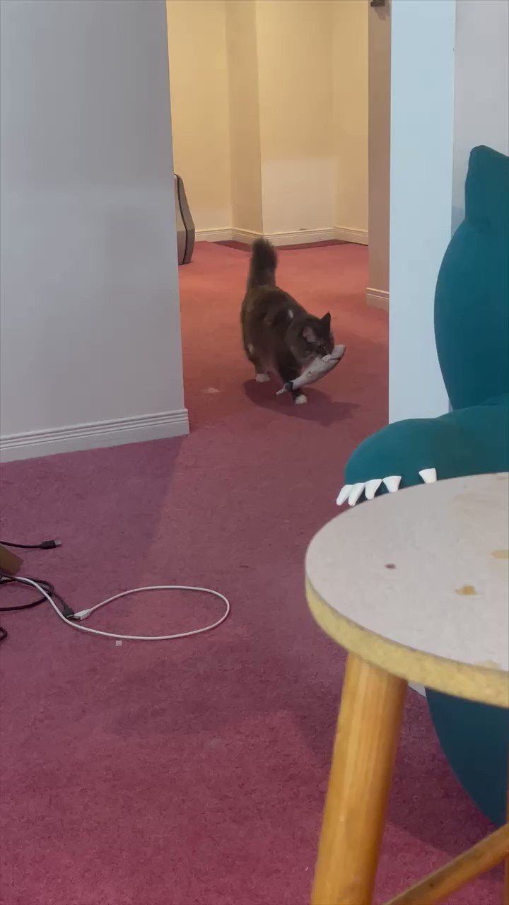 LOUISE BORDEAUX on Twitter "My cat and her new floppy finish baby