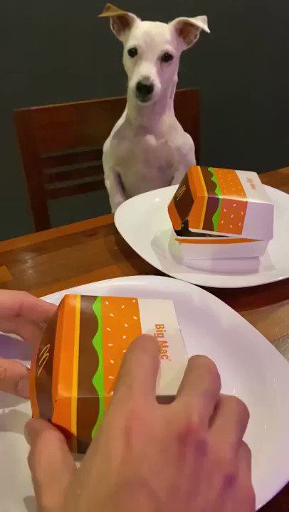 自分だけ小さいハンバーガー！？ぶち切れワンコの表情がクセになる！