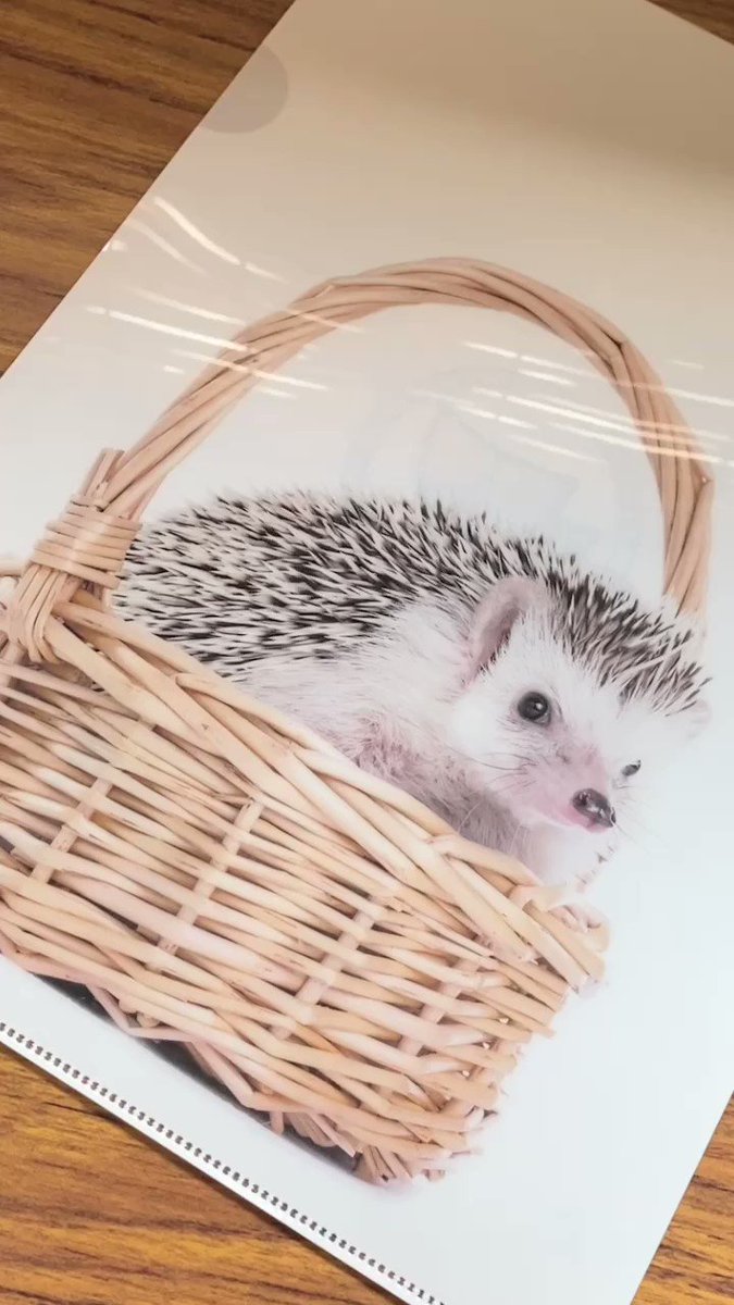 ハリネズミ寝袋 55 ラビット