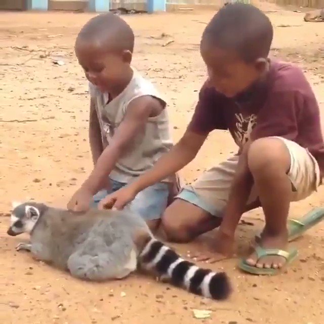 Gabriele Corno on Twitter "Two boys in Madagascar scratch the back of a habituated lemur (Via