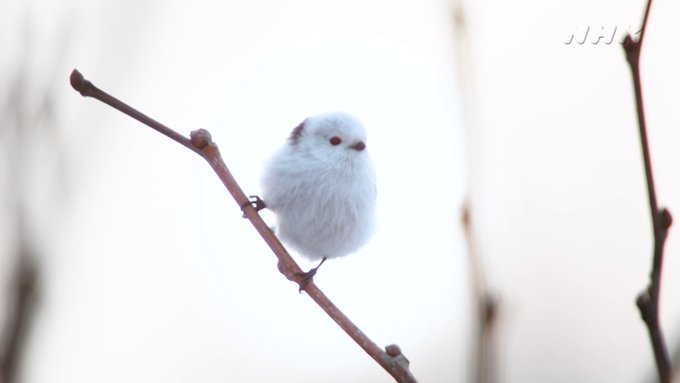 雪の妖精 の評価や評判 感想など みんなの反応を1日ごとにまとめて紹介 ついラン 雪の妖精 の評価や評判 感想など みんなの反応を1日ごとにまとめて紹介 ついラン