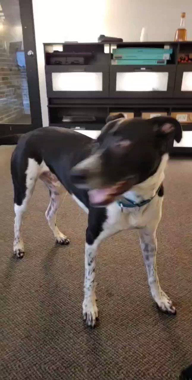 Logan Premium Logistics (LoganPremiumLLC) / Twitter