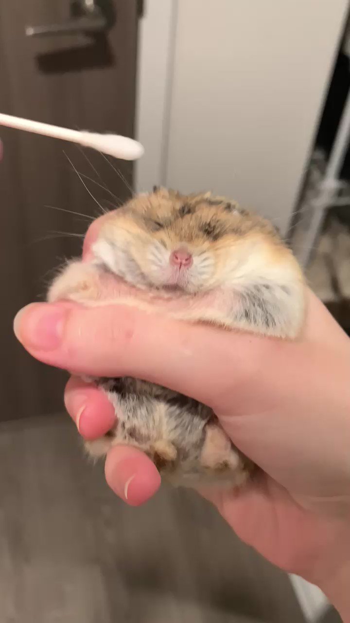 biscuitmyhamster on Twitter "Crusty “sticky” eyes is a common issue with hamsters where they