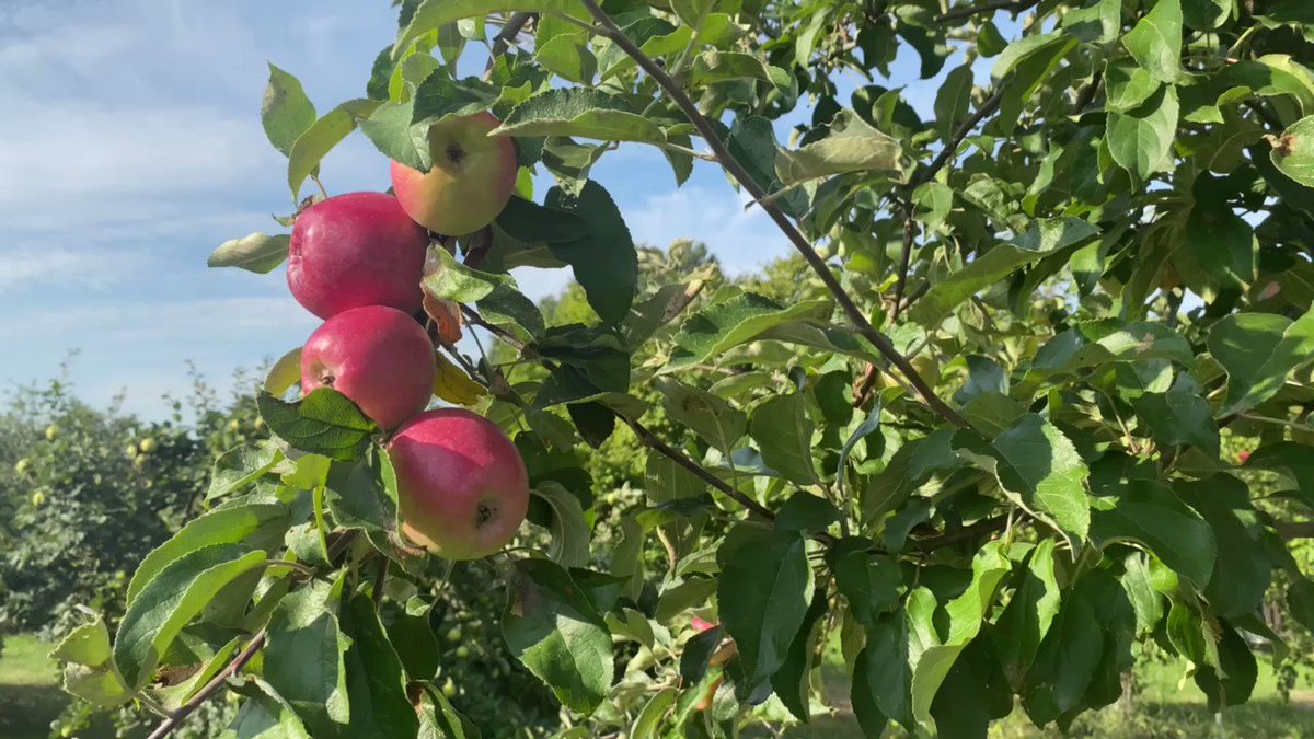 ✌️ Herbstzeit ist Erntezeit ✌️

Alle Infos, wo man Obst in Brandenburg selbst pflücken kann 👉 https://t.co/JRxhGcu5qY

#nachbrandenburg https://t.co/8Sc9QUMlK1