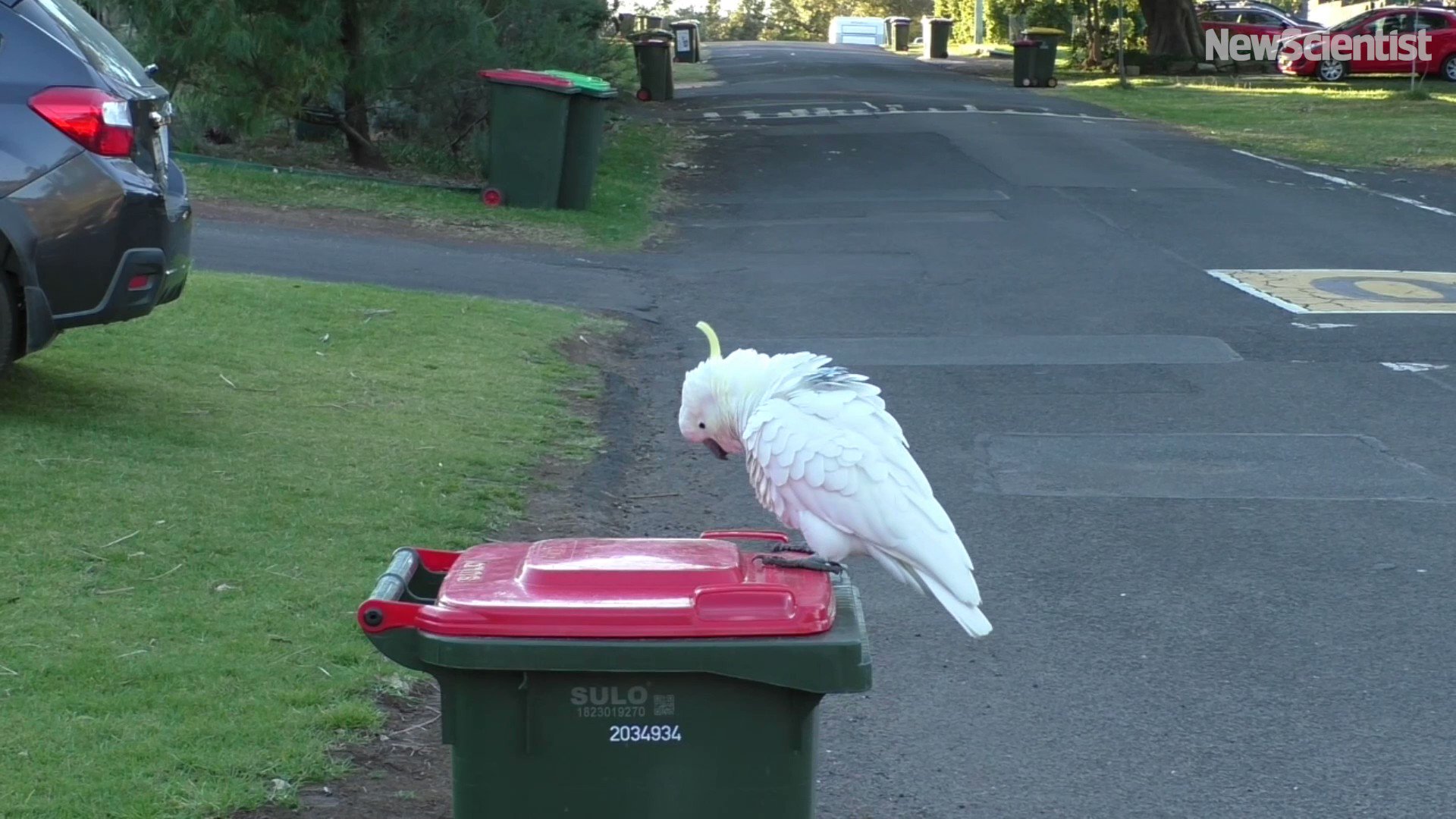 New Scientist on Twitter "These cunning cockatoos in Sydney have
