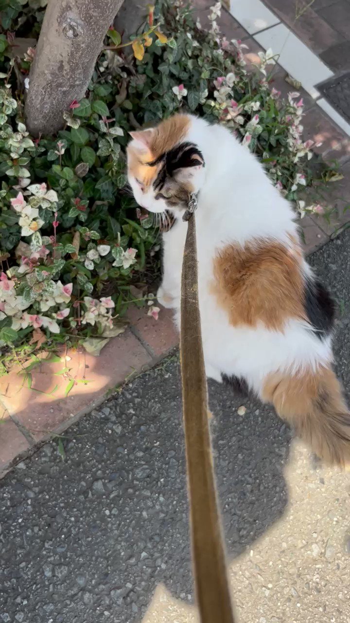 駅長たま Ekichotama Twitter