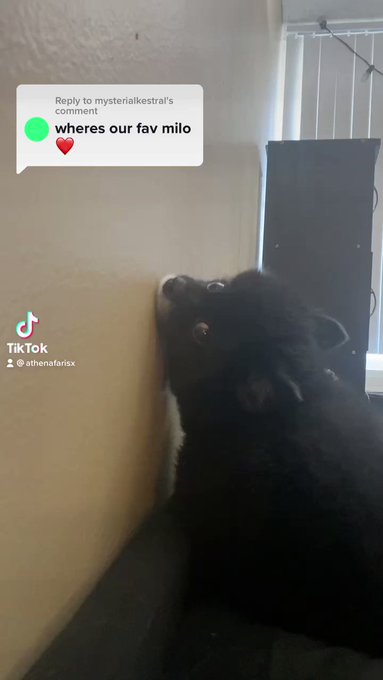 My angel baby Milo always making sure to keep an eye on me ?❤️ https://t.co/a9gELdNWGq