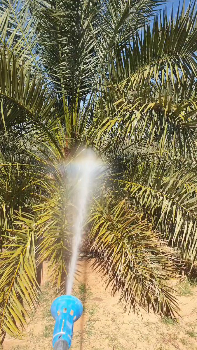 رش النخيل بالمبيدات: دليل شامل للعناية بالنخيل في السعودية