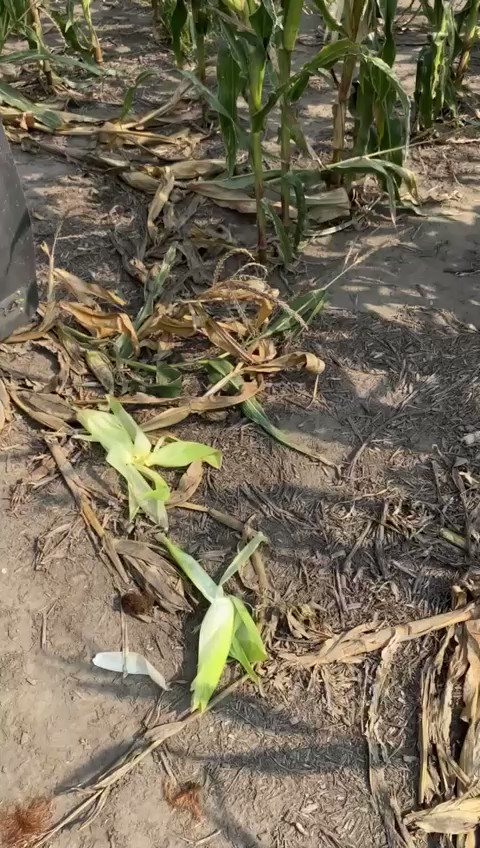 Triple flex herbicide