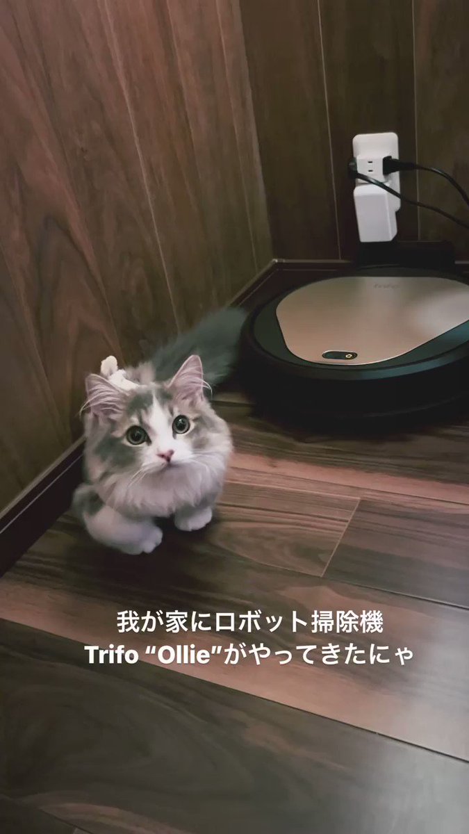 @TrifoJapan's video Tweet