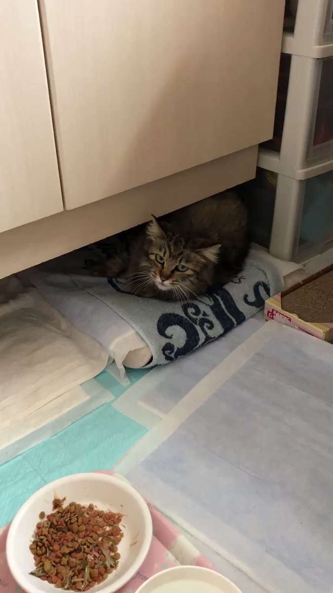 猫出産 Twitter Search Twitter