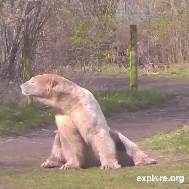 explore.org on Twitter: "Us right now waiting for our tech Joe to climb a  literal mountain to fix the brown bear cam. https://t.co/ptATbIkxDS" /  Twitter