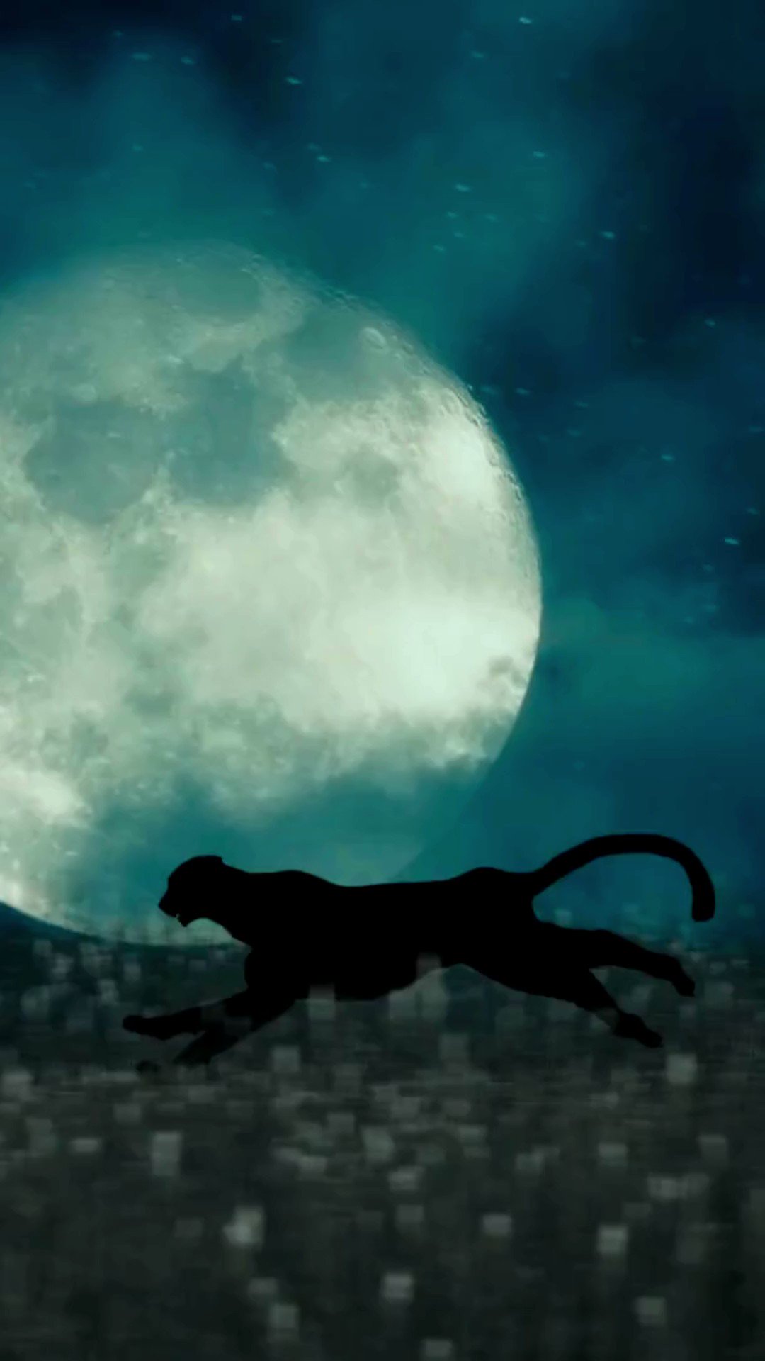 Wildlife Institute of India on Twitter: "The cheetah reintroduction