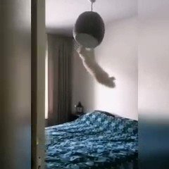 МАКСИМУС♌☀️ on Twitter: "Мале слатке маце🙂😊 https://t.co/hZc6bUw8Bg ...