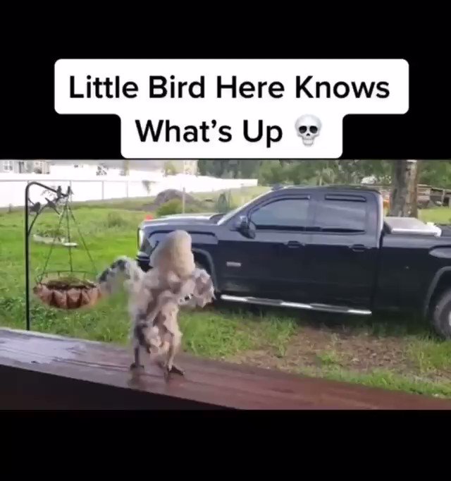 D. Scott eclipsethis2003 on Twitter "Bird rocking to Ozzy. https//t