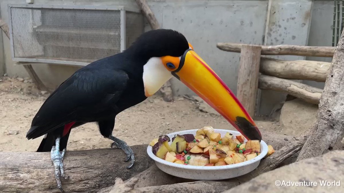 大きな嘴でおなじみのオニオオハシさんのお食事風景が意外な感じで面白い 食べ方が漫画みたいだー Togetter 大きな嘴でおなじみのオニオオハシさんのお食事風景が意外な感じで面白い 食べ方が漫画みたいだー Togetter