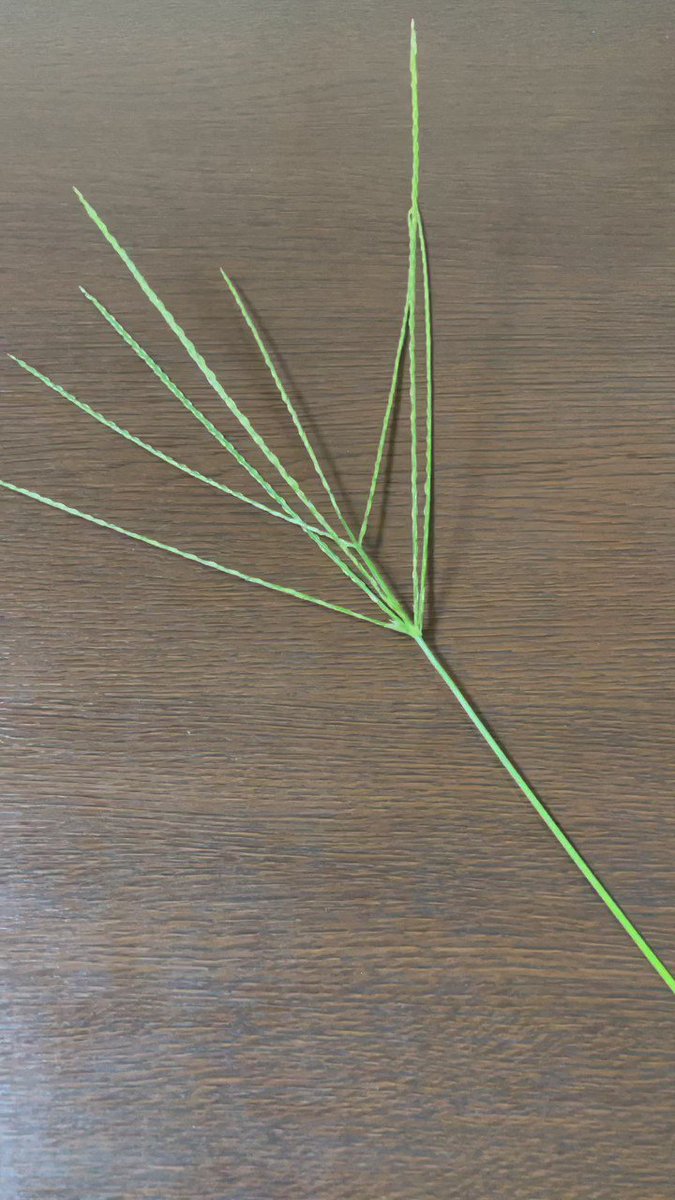 伝承の草花あそびでメヒシバの傘というのがあります。メヒシバは段になって穂が出ていることが多いので、今日は一段目だけで作ってみたところ、スッキリしました。花のようになったり、鳥籠のようにも見えたので、取り除いた穂で鳥を作って入れてみました。 