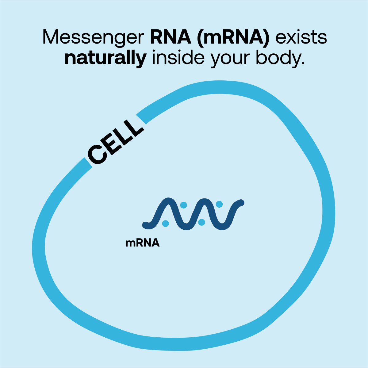 Moderna on Twitter "What is messenger RNA (mRNA)? What does it do