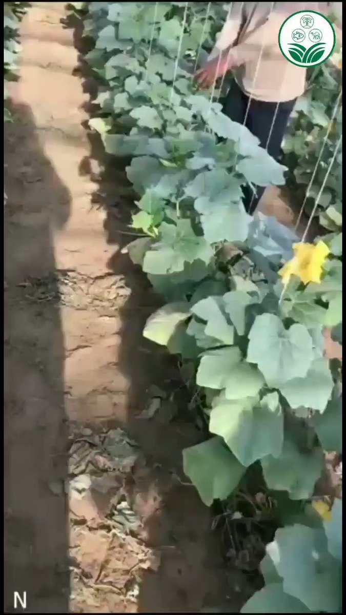 القرع الامريكي