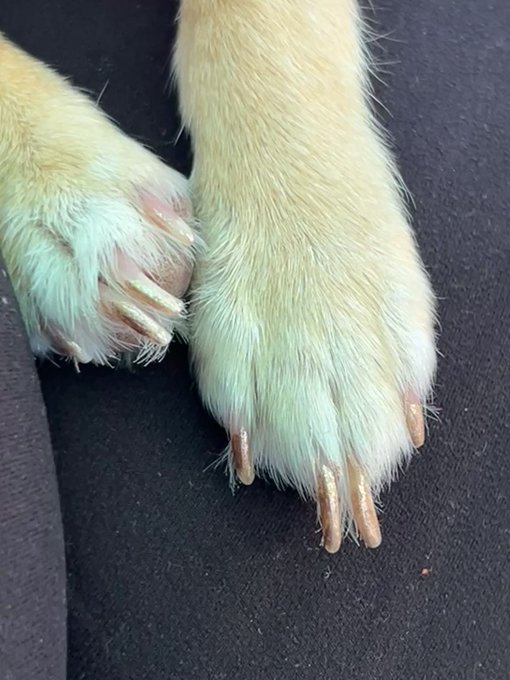 Check out Poop’s fancy Gold Nails! Fabulous! #spoiledchihuahua ??? https://t.co/O88XqkQD9p