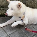 左脚を痛がっているけど？注射された脚とは反対側を痛がる犬!