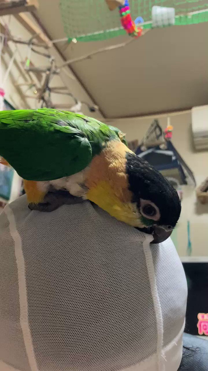 @shu_carbon's video Tweet @shu_carbon's video Tweet