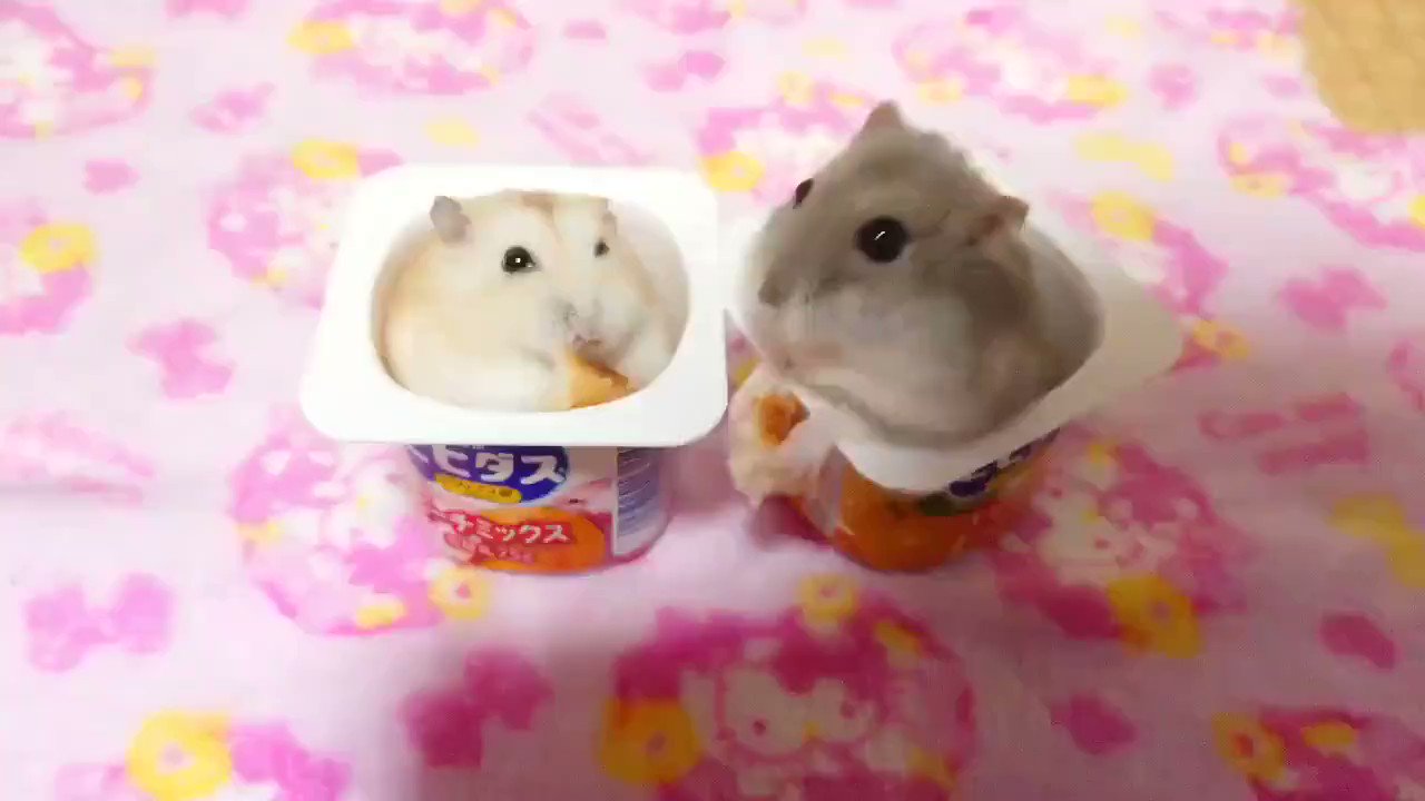 Хомяк ест йогурт